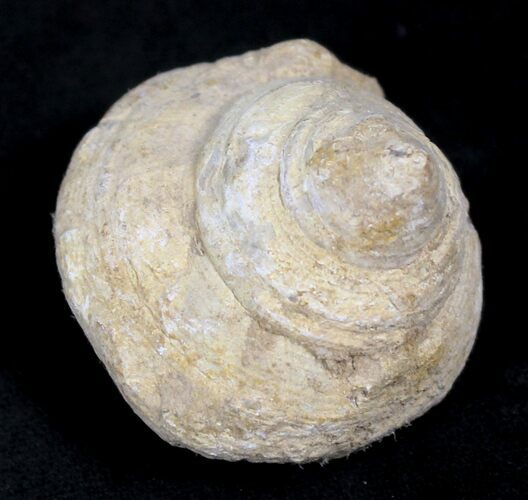 Fossil Gastropod (Pleurotomaria) - Madagascar #25530